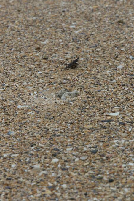 CAMOUFLAGE: Another Little Tern next nest (centre) hidden among the various shell litter. They are often almost indistinguishable.