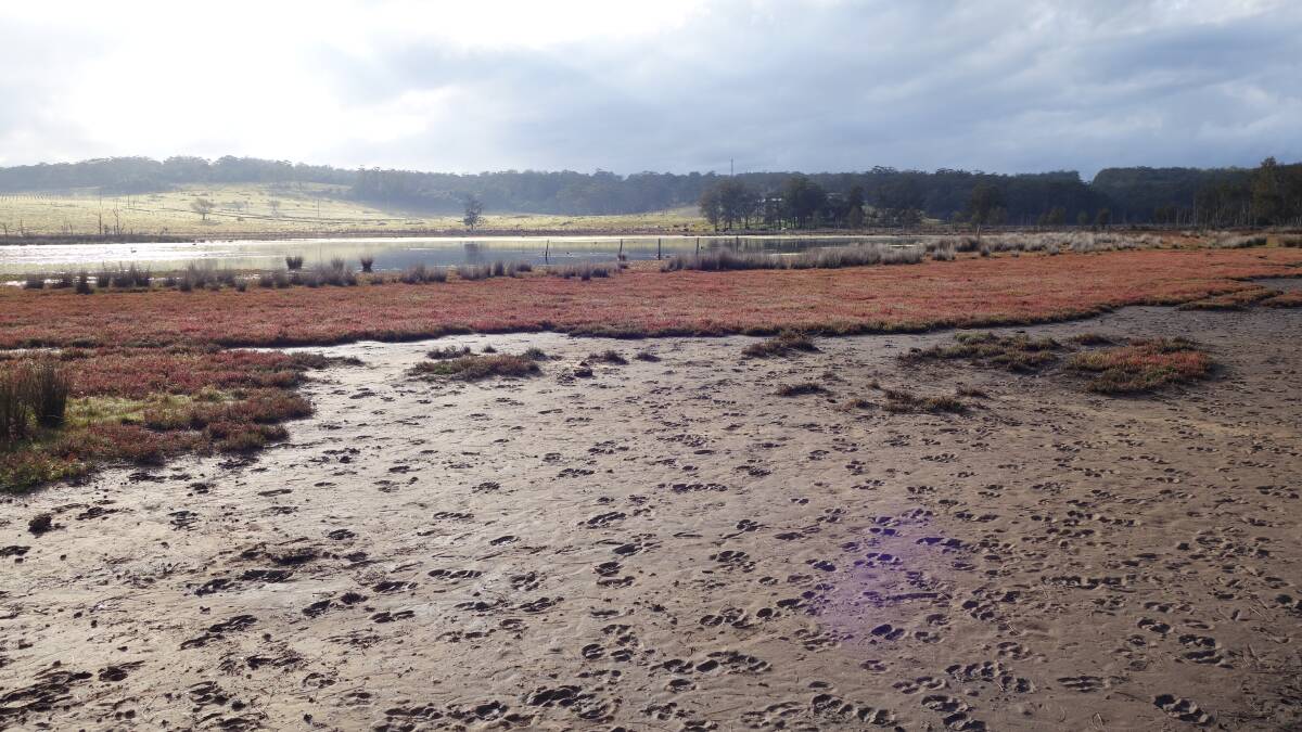 IMPACT: Saltmarsh that is impacted by grazing cattle disturbing sediments and limiting new plant growth. Photo supplied