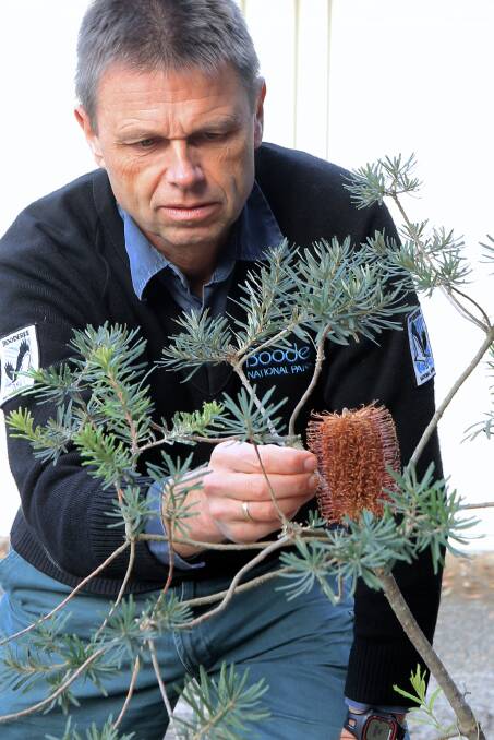  PROJECT: Booderee Botanic Gardens curator Stig Pedersen with a Banksia vincentia. Photo: Corinne Le Gall
