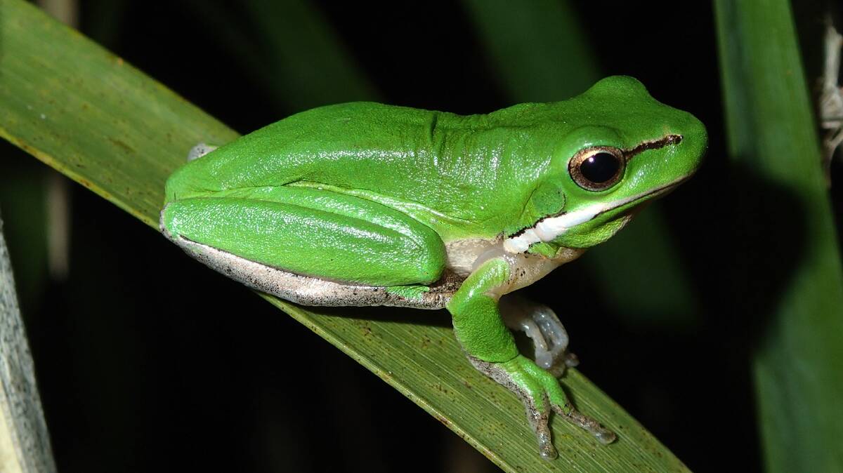     
Eastern Dwarf Tree Frog (Litoria fallax).