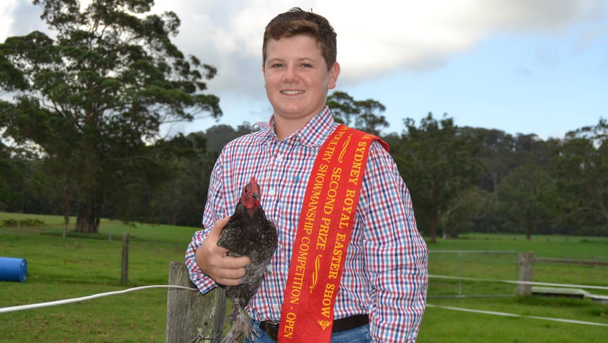 EASTER EXCELLENCE : Conjola's Jack Ridley with one his prized blue langshan bantam chickens he looks after at home. 