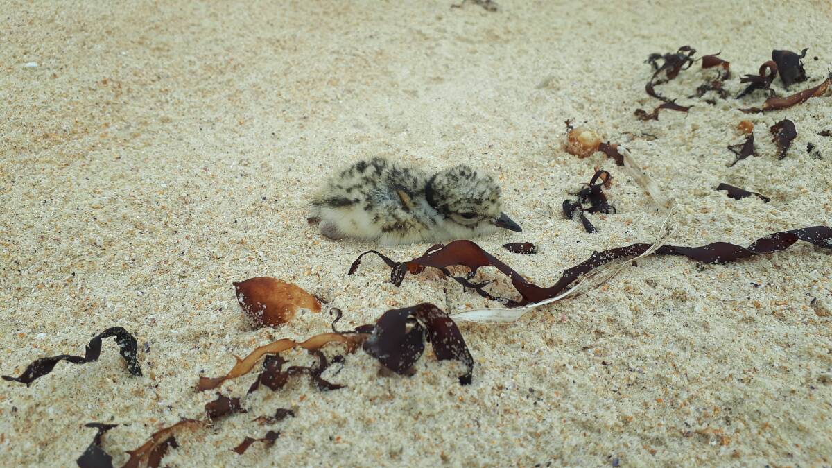 Baby Hooded Plover at Manyana. Picture: Charles Dove/supplied.