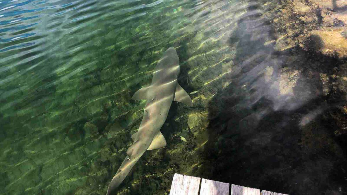 LAKE VISITOR: The Greynurse shark swims near the viewing platform at Lake Conjola's entrance in early September. Picture: Bear Dale/supplied.