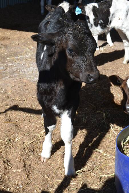 A Milton dairy farmer's calf. Picture: Emily Barton.