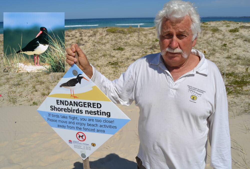 CONCERNED: Lake Conjola's Col Ashford was angered to find signs thrown on a Pied Oystercatcher nesting site. Inset: An adult Pied Oystercatcher. Picture: Mike Jarman.