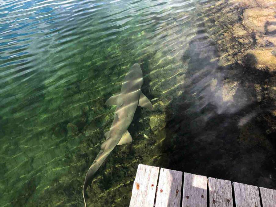 The shark swims near the viewing platform at Lake Conjola's entrance in early September. Picture: Bear Dale/supplied.