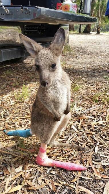 An eastern grey kangaroo joey on the mend after Wildlife Rescue South Coast carers bandaged its injuries. Picture: Gavin Swan.