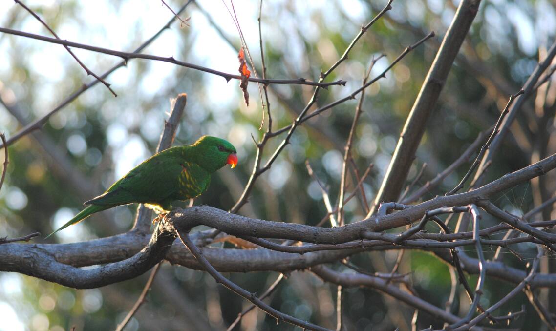 Scaly-breasted lorikeet perches in our Mollymook backyard.