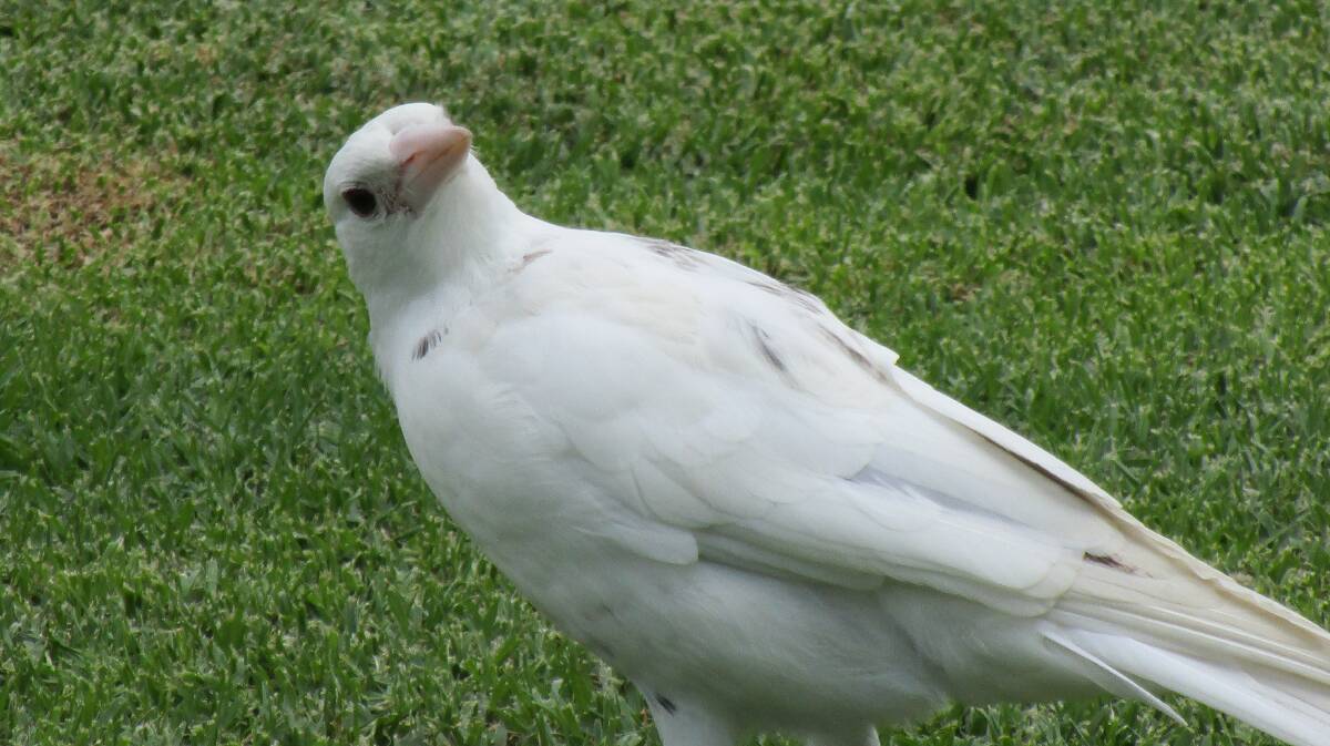 PIC OF THE WEEK: Allan Barter of Bendalong captured this photo of the rare white magpie last week. Send your photos to editorial@ulladullatimes.com.au.