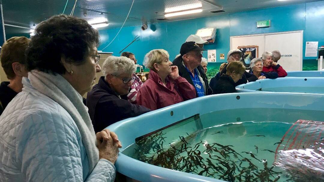 Group viewing the seahorses at Seahorse World. Picture: Probus Club of Ulladulla and Districts.