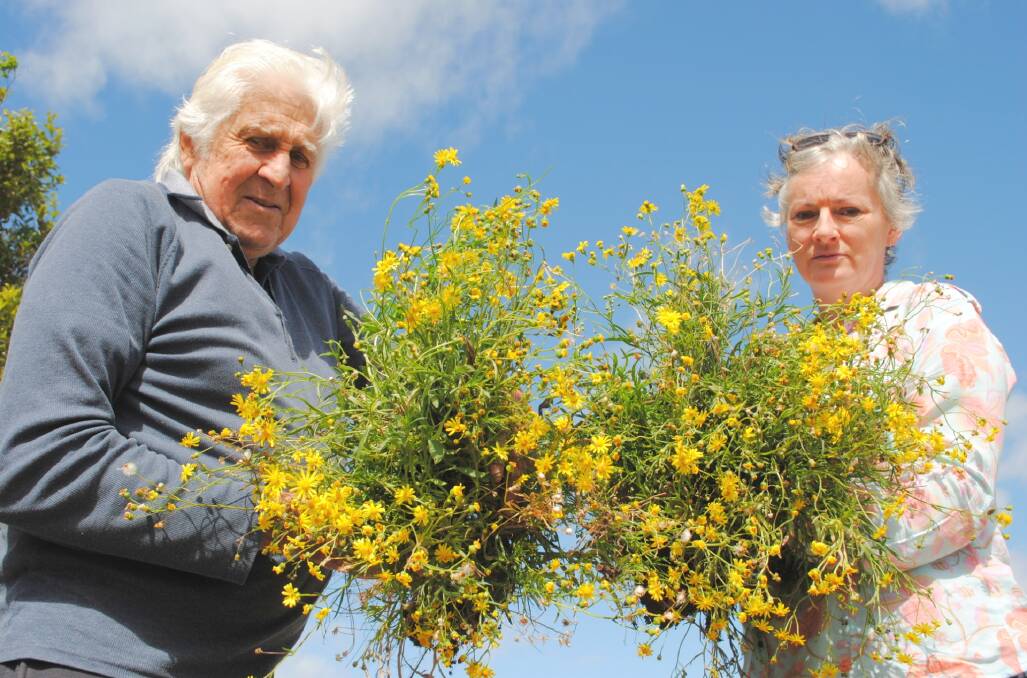 Dennis Staunton and Shoalhaven City Council mayor Amanda Findley are calling on landowners and the wider community to remove fireweed when they see it.