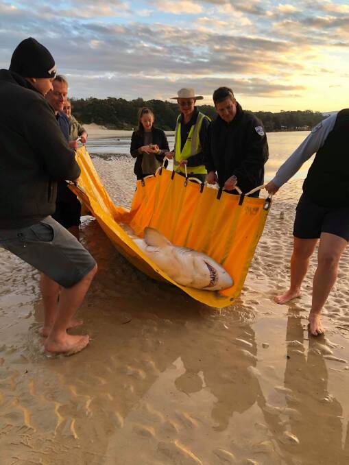 The beached shark was found at Lake Conjola's entrance on Wednesday, July 3. Picture: Keeley Corey.