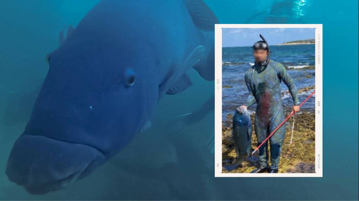 Gus, the blue groper, at Oak Park in early 2023 with the photo of the spearfisherman taken on December 30 . Pictures supplied