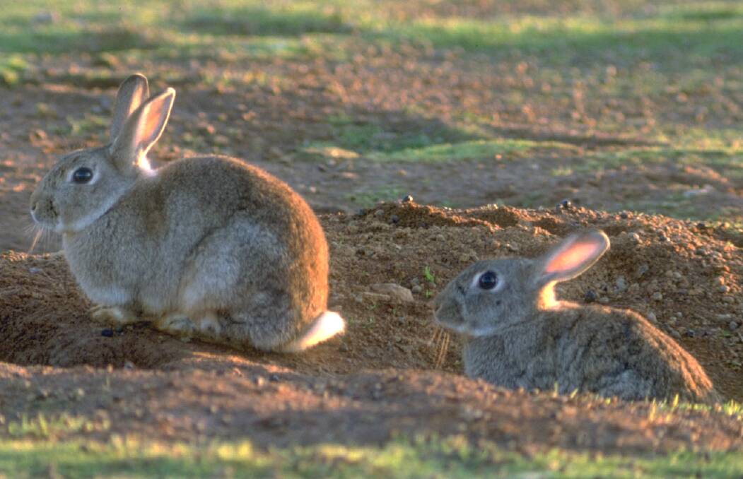 DESTRUCTIVE PESTS: Rabbit biocontrol reduces the risks of extinction for many threatened species. Photo: INVASIVE ANIMALS CRC