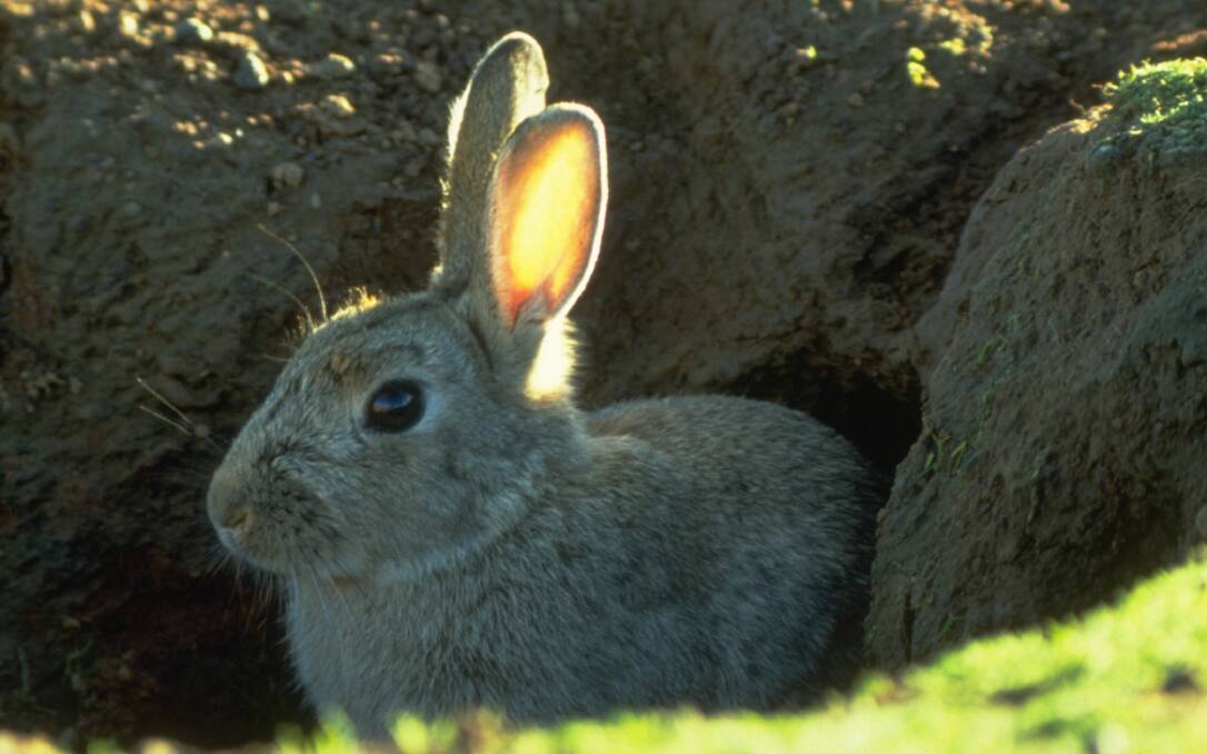 KOREAN OPTION: The new K5 calicivirus is intended to advance the management of rabbit populations in the wild.