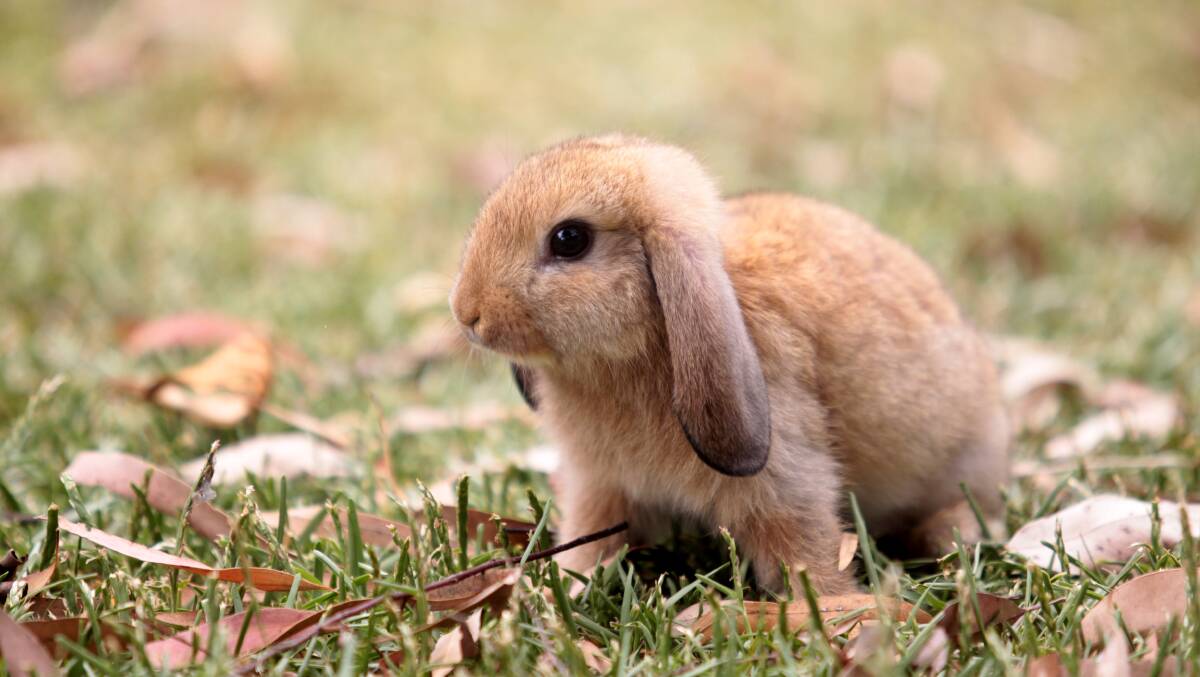 Pet bunny owners are advised to take steps to protect their animals ahead of the release of a virus to control the feral population. File photo. Picture: Simon Bennett
