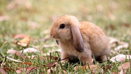 Pet bunny owners are advised to take steps to protect their animals ahead of the release of a virus to control the feral population. File photo. Picture: Simon Bennett