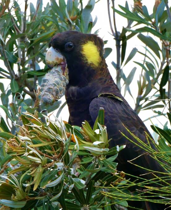 PIC OF THE WEEK: Jo Edward's managed to grab a fantastic shot of a black cockatoo. Submit entries via email, Facebook or Instagram for your chance to be featured. 