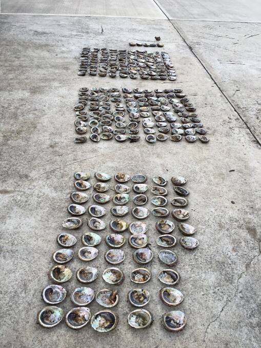 Abalone seized in the raids. 