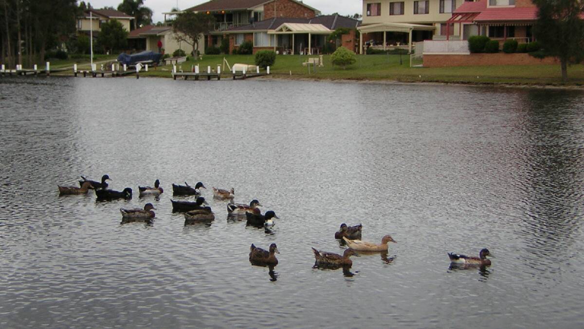 ABANDONED: Ditched ducks swimming in Sussex Inlet Keys. Image: Shoalhaven City Council.