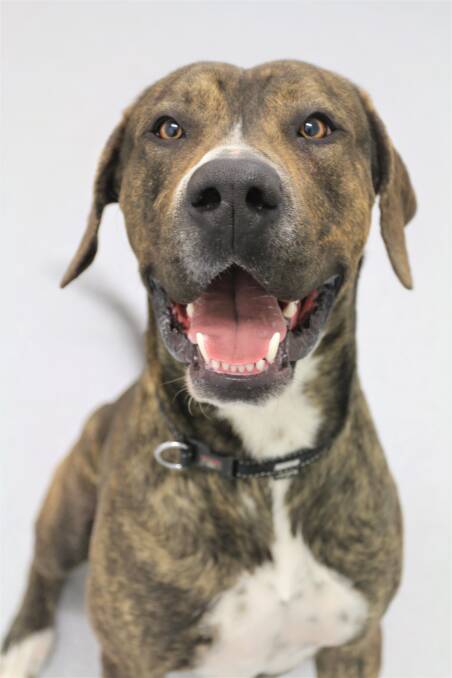 CHEERFUL: Noah needs a home where he will get plenty of exercise. Photo supplied. 