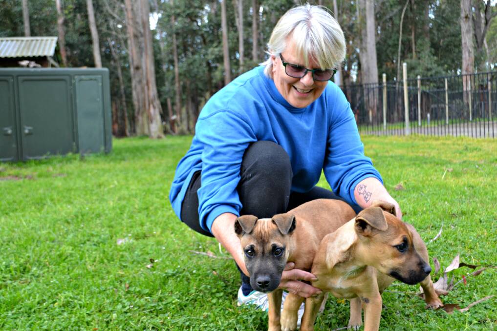 NEW BEGINNING: Lynne will soon begin to find new homes for puppies Arthur and Garth who she rescued from Lithgow after they were found being handed over the fence to people passing by.