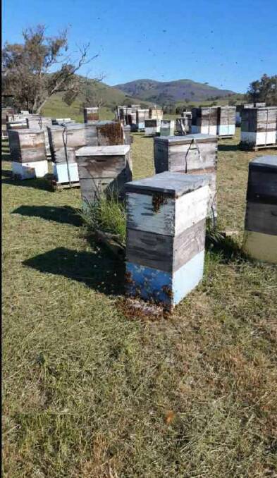 Mr Ingold's hives in Temora benefited from the Patterson's Curse (pictured in background) that flourished after last year's higher rainfall. Photo supplied. 