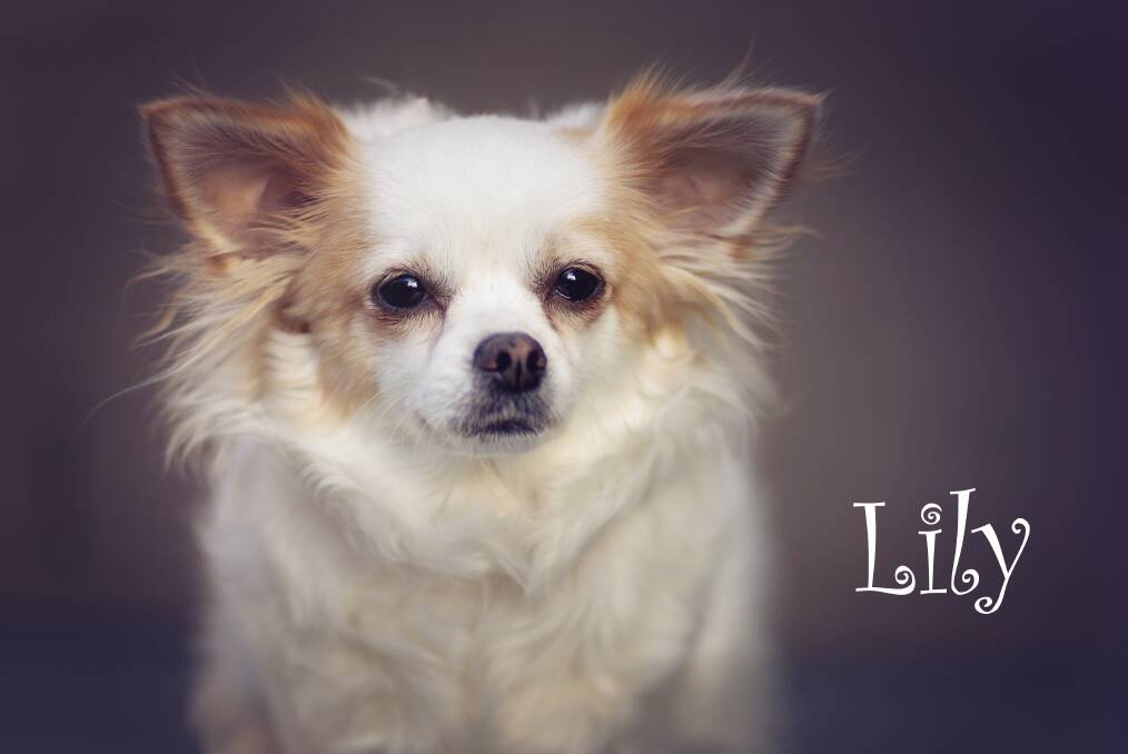 CUTIE: Three-year-old Lily is looking for a quiet home. Photo: Annette Smith Photography. 