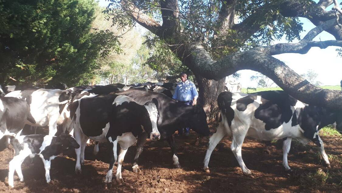  Robert Miller (pictured bottom left) with his cows enjoying the shade of a native red cedar tree. He plants 1000 trees a year on his property to improve bird habitat and enhance the landscape aesthetic. 