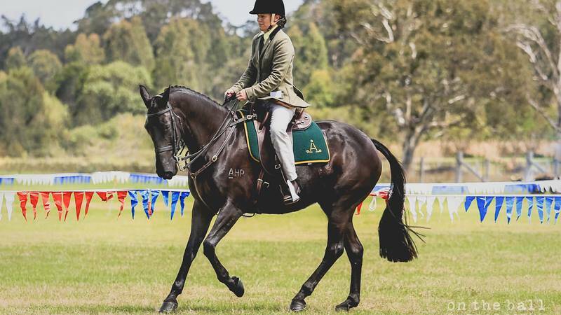 TOP TEAM: Ulladulla's Jean Egan and her horse Hillson Rivoli Gem are set to shine in the Australian Stock Horse hack classes at the Australian Stock Horse South Coast Branch Championships on November 5 and 6 in Milton. Photo: On the Ball Photography. 