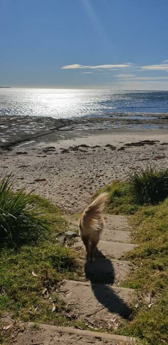 PIC OF THE WEEK: It's a dog's life for Ruby as she makes her way to Collers Beach. Photo by Kylie Hanchard. Email john.hanscombe@southcoastregister.com.au