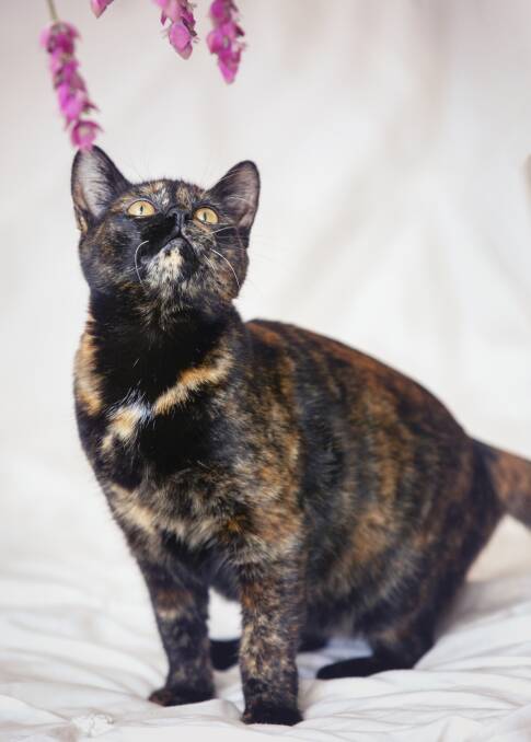 Angelica is an eight-month-old cutie in need of a home. Photo: Annette Smith Photography. 