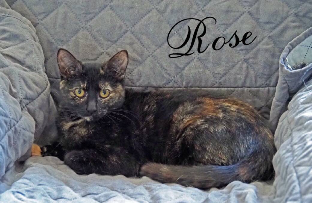Rose is one of three sisters looking a new home. Photo supplied. 