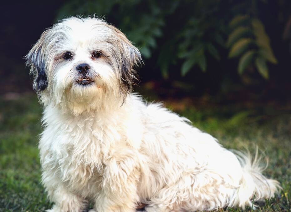 ADORABLE: Teddy is one of two cuties in need of a home. Photo: Annette Smith Photography. 