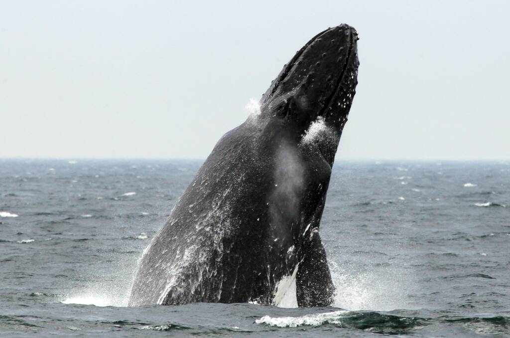 A whale breaches off the NSW South Coast. Picture by Sylvia Liber