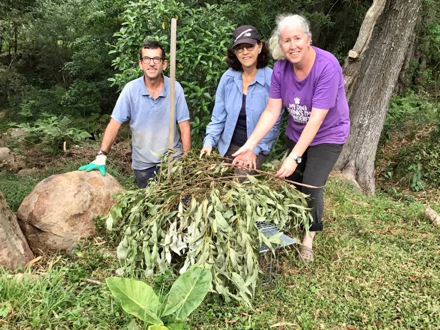 Belinda Maree , Wendy Calkhoven and Geoff Bretnall camouflaging a feral animal trap on a property on Upper Kangaroo River Road.