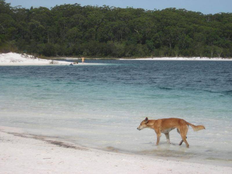 A boy has been bitten on the hand, in the latest dingo attack on Fraser Island, off Queensland.