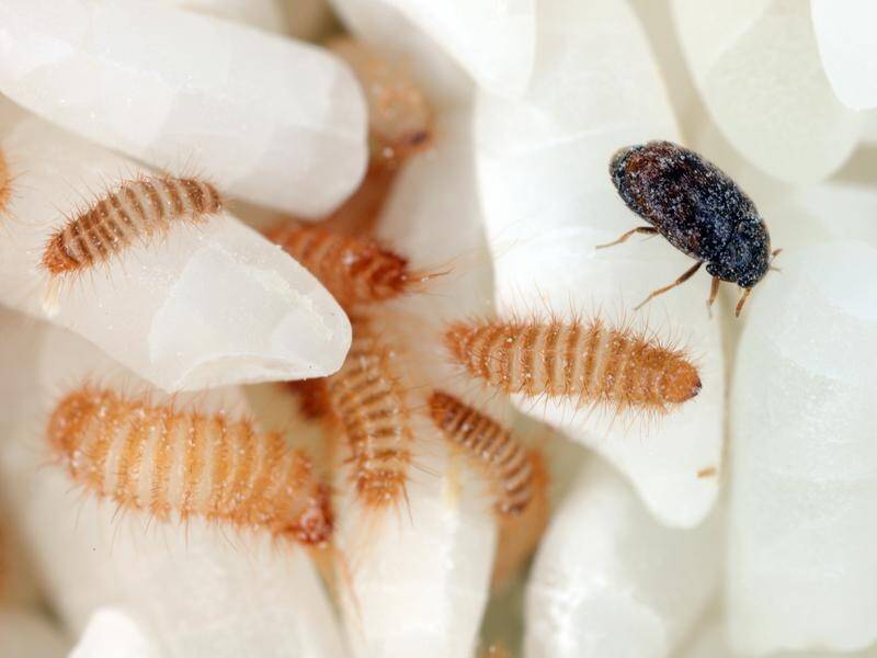 The Khapra beetle is the biggest exotic pest threat to Australia's grain industry.