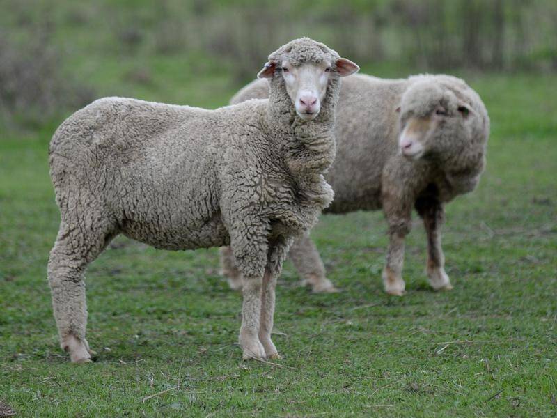 NSW is calling for the electronic tagging of sheep and goats around the country.