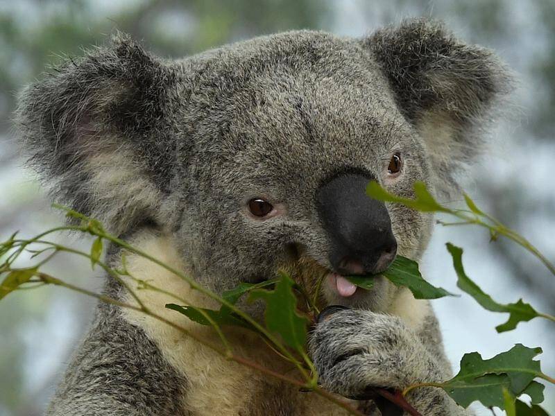 NSW Premier Gladys Berejiklian says she has reached an agreement with the Nationals on koala policy.