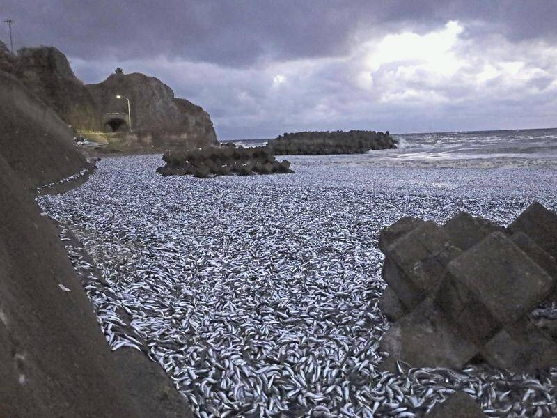 Sardines and mackerel have washed ashore on a beach, creating a kilometre-long silver blanket. (AP PHOTO)