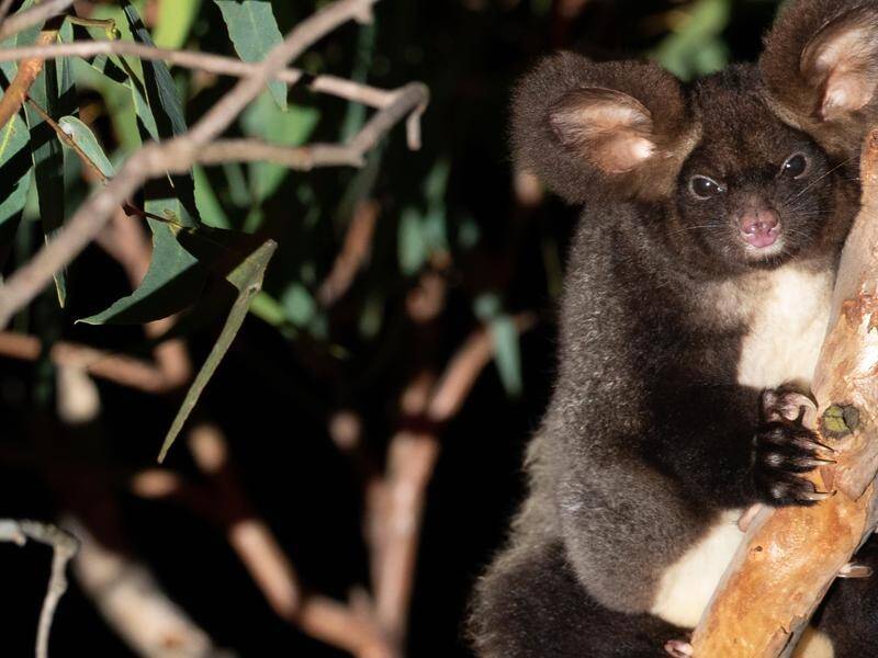 Wildlife experts say changes to NSW logging rules will speed up the greater glider's extinction. (HANDOUT/WWF AUSTRALIA)