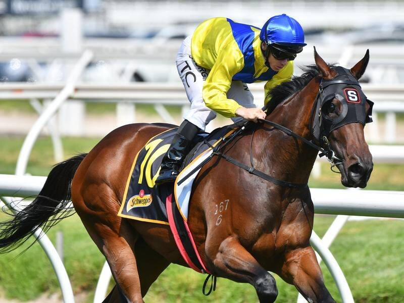 Anaheed will attempt to become the first filly to win the Oakleigh Plate in almost two decades.