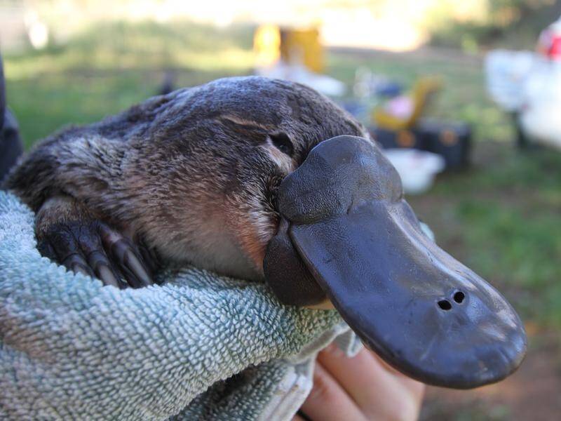 Research shows platypus numbers have further declined after the 2019/20 bushfire crisis.