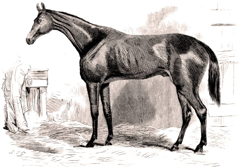 Illustration of 1867 Melbourne Cup winner Tim Whiffler. 