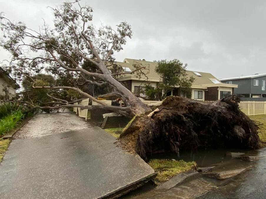 Uprooted: Heavy rain has caused this large tree to topple over in Sussex Inlet. Photo: Nina Finch.