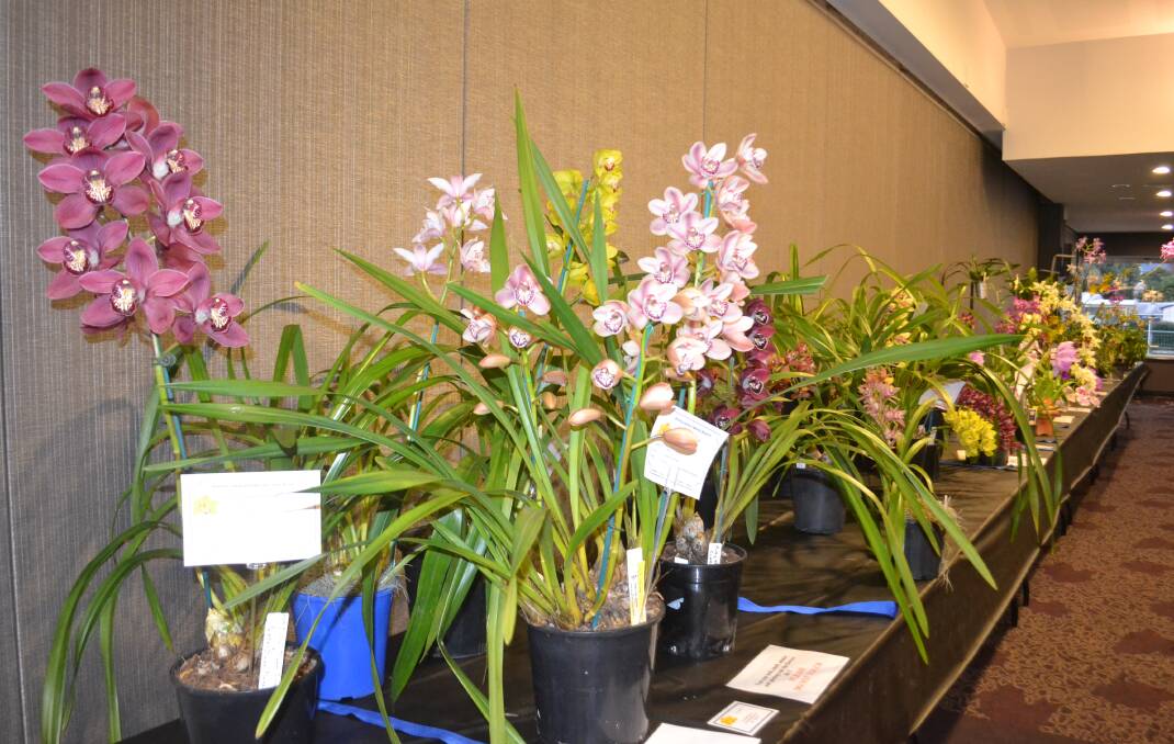 Beautiful orchids - file image