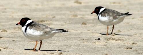  Two adult hooded plovers. Photo: JODIE DUNN