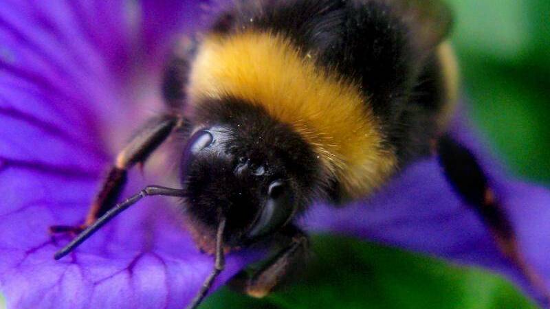 Feel the buzz as Ulladulla's bee man swarms into action