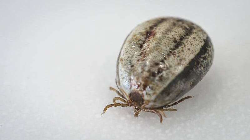 South Coast woman traces long list of health issues back to tick bite